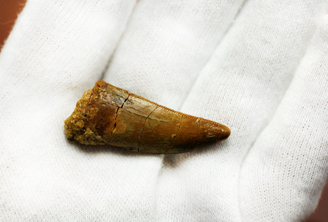 白亜紀の北アフリカの食物連鎖の頂点に君臨していたカルカロドントサウルスの歯化石(その5)