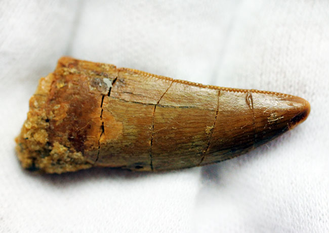 白亜紀の北アフリカの食物連鎖の頂点に君臨していたカルカロドントサウルスの歯化石(その6)