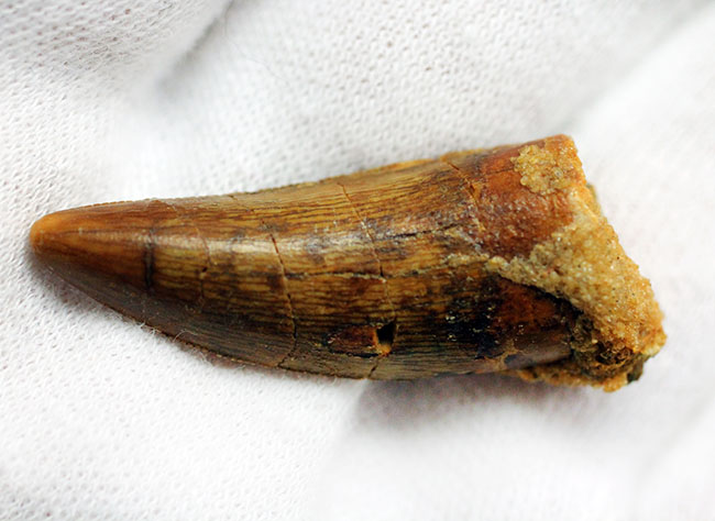 白亜紀の北アフリカの食物連鎖の頂点に君臨していたカルカロドントサウルスの歯化石(その7)