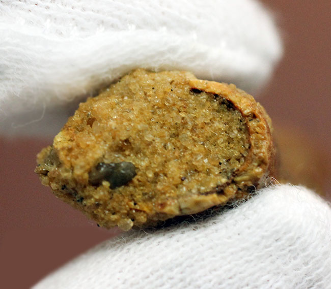 白亜紀の北アフリカの食物連鎖の頂点に君臨していたカルカロドントサウルスの歯化石(その8)