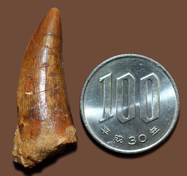 白亜紀の北アフリカの食物連鎖の頂点に君臨していたカルカロドント