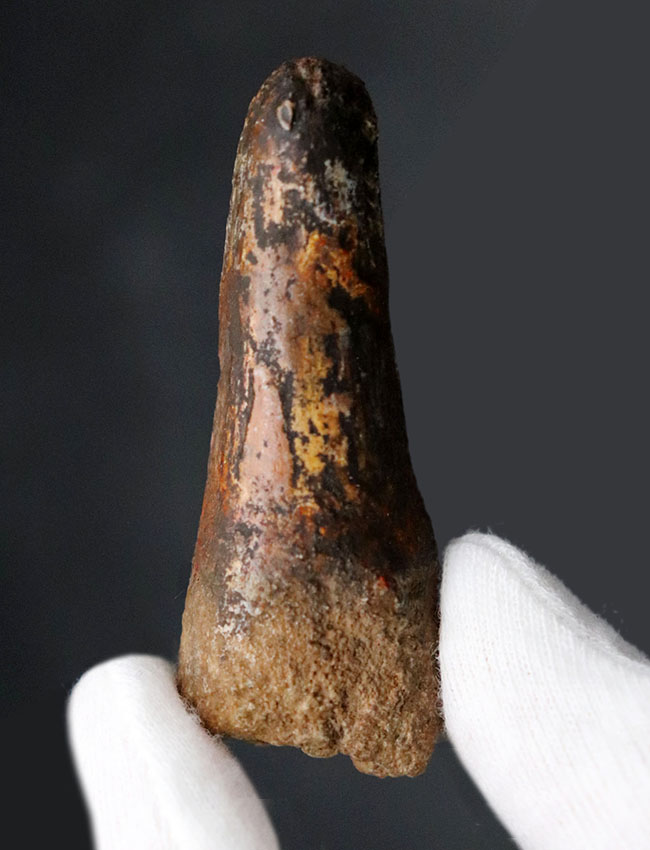 プレゼントにいかがでしょうか?恐竜、スピノサウルス(Spinosaurus)の歯化石(その2)