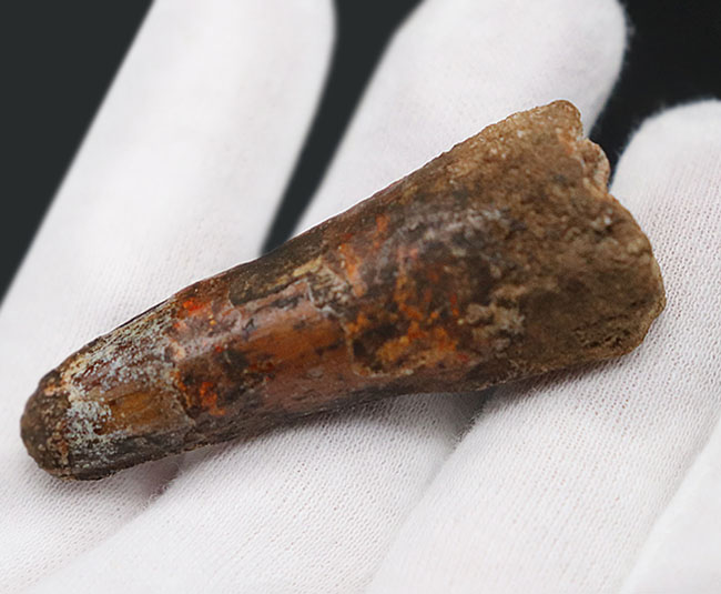 プレゼントにいかがでしょうか?恐竜、スピノサウルス(Spinosaurus)の歯化石(その4)