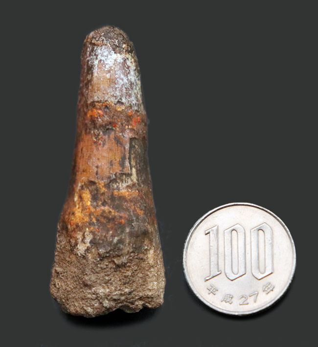 プレゼントにいかがでしょうか?恐竜、スピノサウルス(Spinosaurus)の歯化石(その8)
