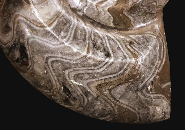 直径最大部146ミリもある大判標本！模様も美しい！古生代デボン