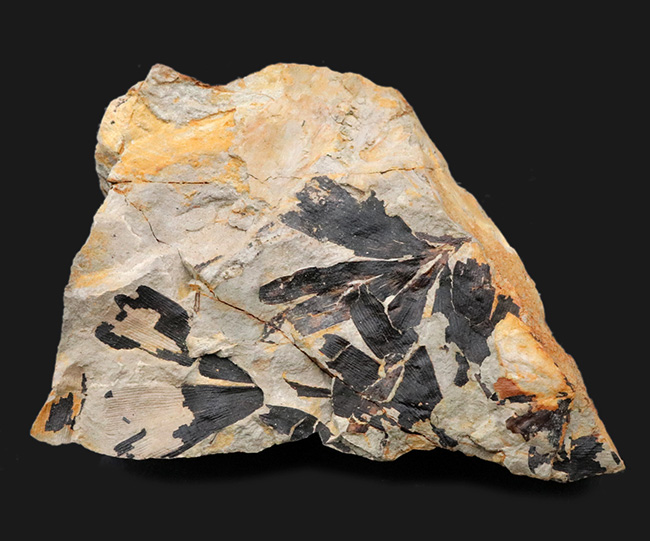 イングランド・ヨークシャー産、初期のイチョウの仲間、ギンコ・フットーニ（G.huttonii）の葉の化石（その1）