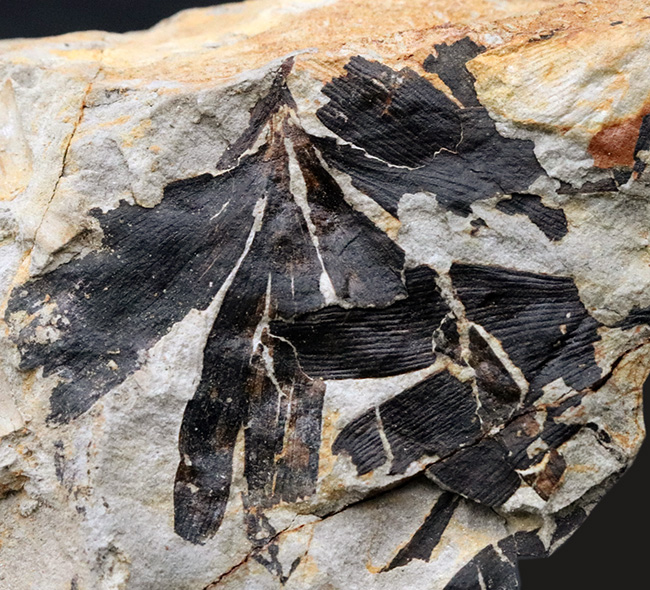 イングランド・ヨークシャー産、初期のイチョウの仲間、ギンコ・フットーニ（G.huttonii）の葉の化石（その2）