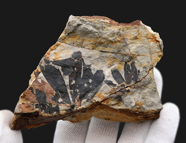 イングランド・ヨークシャー産、初期のイチョウの仲間、ギンコ・フットーニ（G.huttonii）の葉の化石（その4）