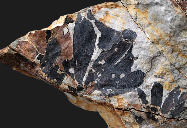 イングランド・ヨークシャー産、初期のイチョウの仲間、ギンコ・フットーニ（G.huttonii）の葉の化石（その5）