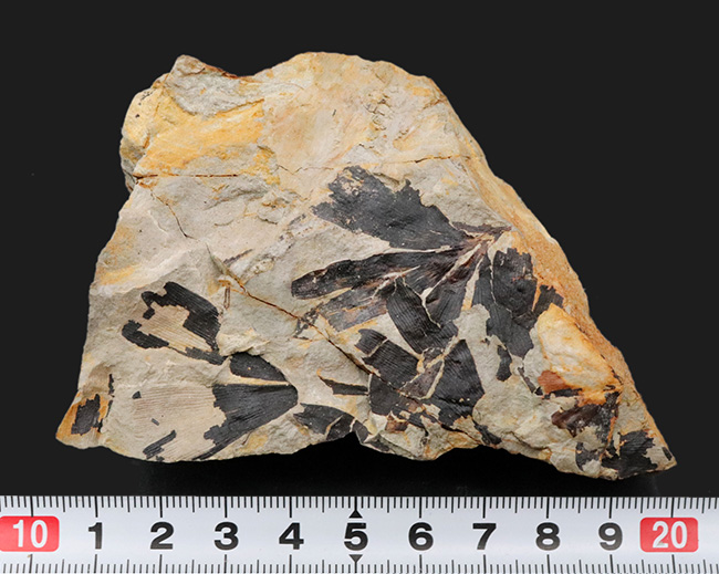 イングランド・ヨークシャー産、初期のイチョウの仲間、ギンコ・フットーニ（G.huttonii）の葉の化石（その7）