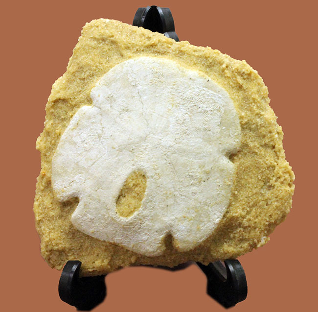 古代ウニの珍品化石、エンコープ・タミアミエンシス(Encope tamiamiensis)米国フロリダ州タミアミ層産(その1)