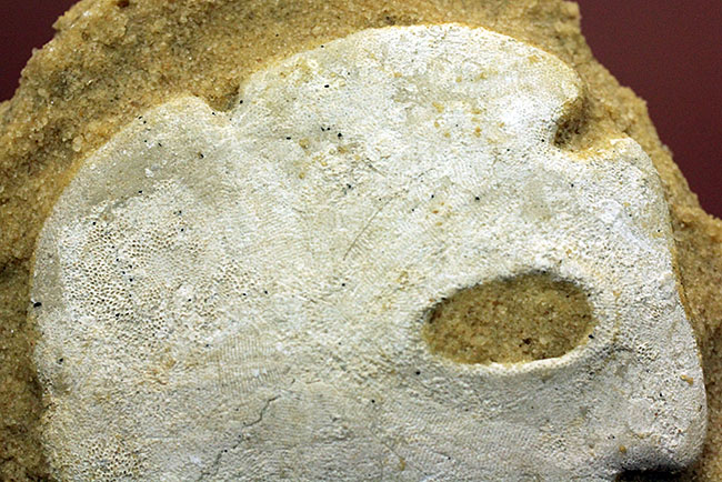 古代ウニの珍品化石、エンコープ・タミアミエンシス(Encope tamiamiensis)米国フロリダ州タミアミ層産(その2)