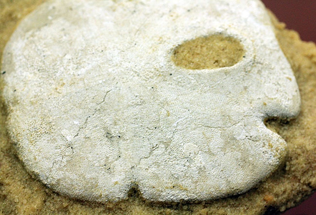 古代ウニの珍品化石、エンコープ・タミアミエンシス（Encope tamiamiensis）米国フロリダ州タミアミ層産（その3）