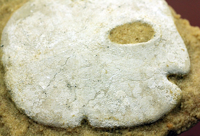 古代ウニの珍品化石、エンコープ・タミアミエンシス(Encope tamiamiensis)米国フロリダ州タミアミ層産(その3)