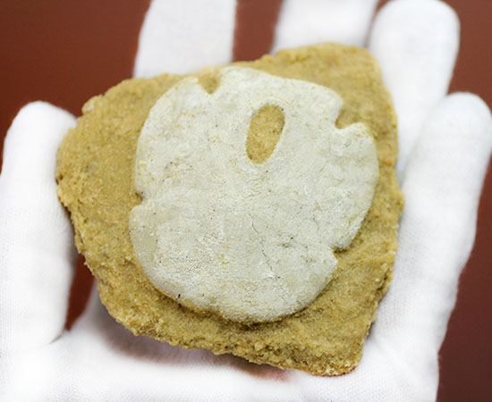 古代ウニの珍品化石、エンコープ・タミアミエンシス(Encope tamiamiensis)米国フロリダ州タミアミ層産(その4)