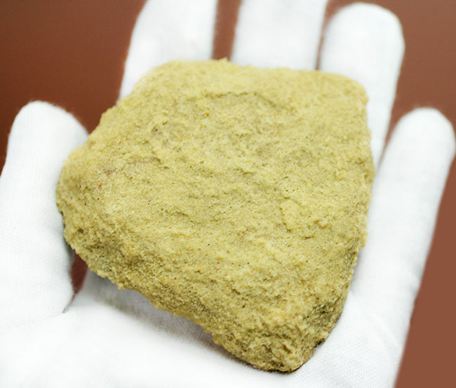 古代ウニの珍品化石、エンコープ・タミアミエンシス(Encope tamiamiensis)米国フロリダ州タミアミ層産(その5)