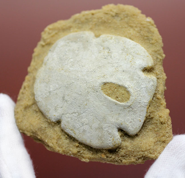 古代ウニの珍品化石、エンコープ・タミアミエンシス(Encope tamiamiensis)米国フロリダ州タミアミ層産(その6)
