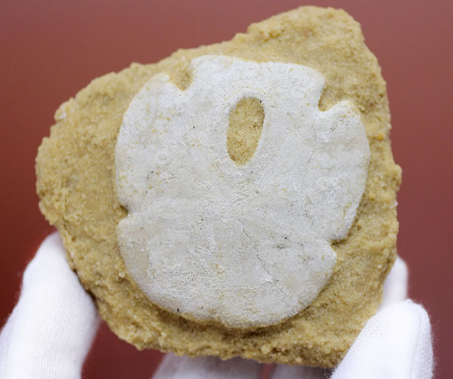 古代ウニの珍品化石、エンコープ・タミアミエンシス(Encope tamiamiensis)米国フロリダ州タミアミ層産(その7)