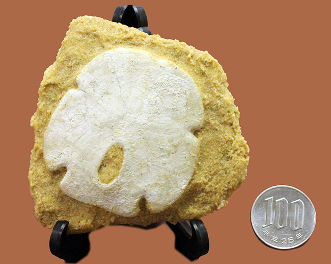 古代ウニの珍品化石、エンコープ・タミアミエンシス(Encope tamiamiensis)米国フロリダ州タミアミ層産(その8)