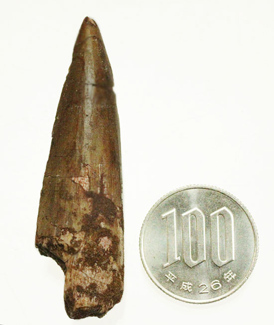 人気!典型的なスピノサウルスの歯化石(Spinosaurus)(その11)