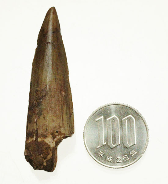 人気!典型的なスピノサウルスの歯化石(Spinosaurus)(その12)