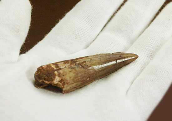 人気!典型的なスピノサウルスの歯化石(Spinosaurus)(その6)