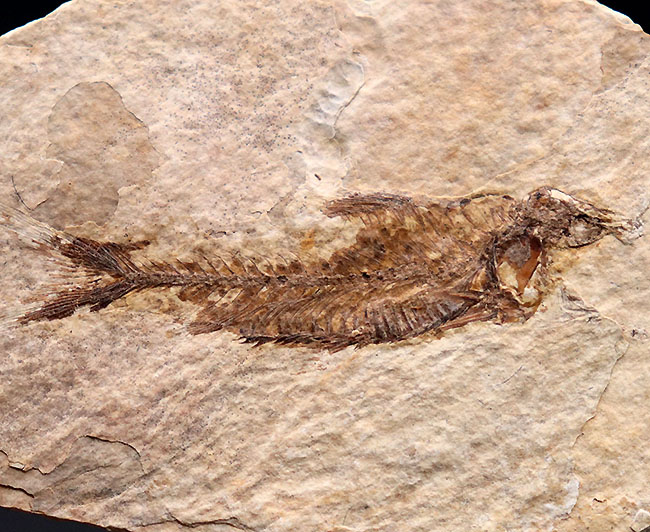 ワイオミング州認定の州の化石、絶滅古代魚ナイティア（Knightia eocaena）の全身標本（その1）