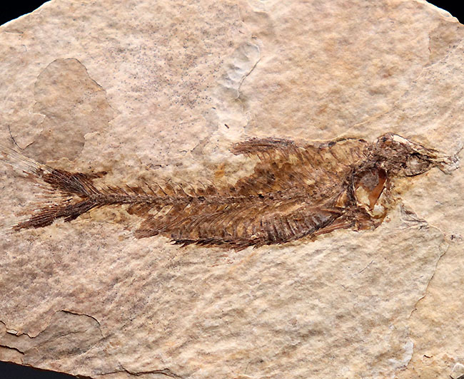 ワイオミング州認定の州の化石、絶滅古代魚ナイティア(Knightia eocaena)の全身標本(その1)