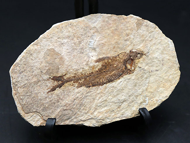 ワイオミング州認定の州の化石、絶滅古代魚ナイティア（Knightia eocaena）の全身標本（その2）