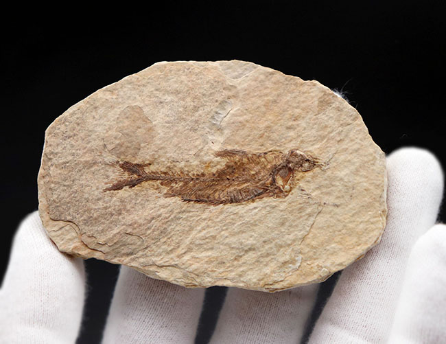ワイオミング州認定の州の化石、絶滅古代魚ナイティア(Knightia eocaena)の全身標本(その3)