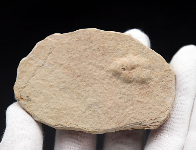 ワイオミング州認定の州の化石、絶滅古代魚ナイティア（Knightia eocaena）の全身標本（その4）