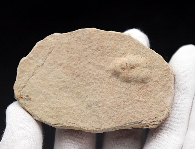 ワイオミング州認定の州の化石、絶滅古代魚ナイティア(Knightia eocaena)の全身標本(その4)
