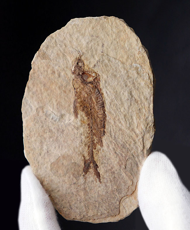 ワイオミング州認定の州の化石、絶滅古代魚ナイティア（Knightia eocaena）の全身標本（その5）