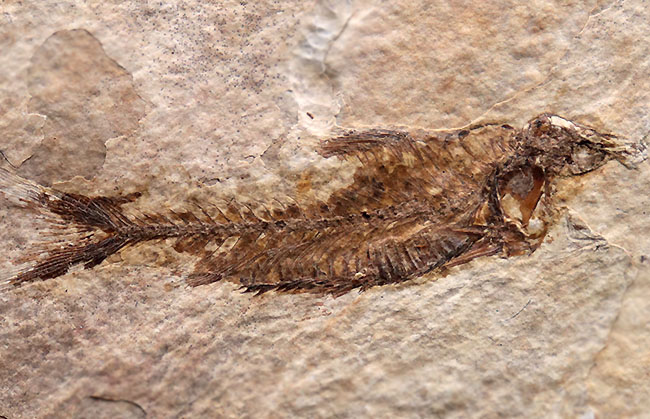 ワイオミング州認定の州の化石、絶滅古代魚ナイティア（Knightia eocaena）の全身標本（その6）