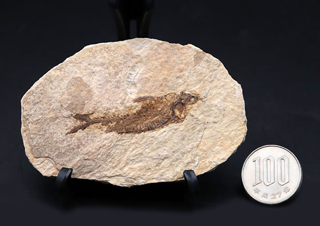 ワイオミング州認定の州の化石、絶滅古代魚ナイティア（Knightia eocaena）の全身標本（その8）