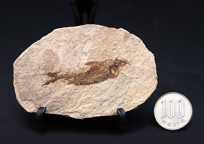 ワイオミング州認定の州の化石、絶滅古代魚ナイティア(Knightia eocaena)の全身標本(その8)