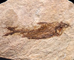 ワイオミング州認定の州の化石、絶滅古代魚ナイティア（Knightia eocaena）の全身標本