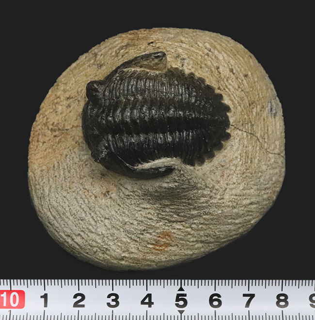 可愛らしいポーズ、モロッコ・アルニフのデボン紀の地層から見つかった