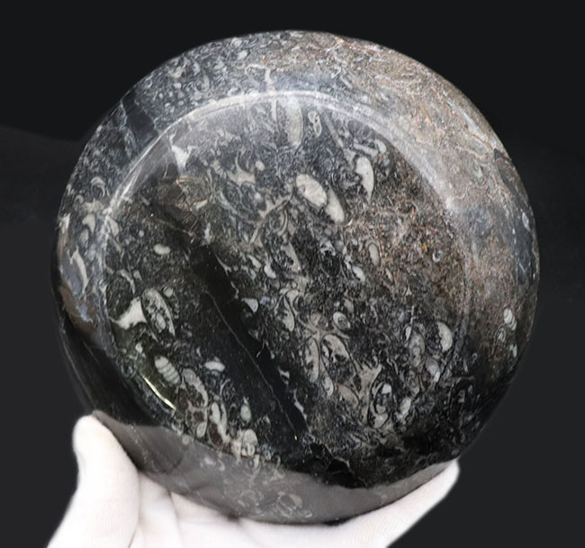 直径最大部１６センチ超えの立派な大判皿！メインのゴニアタイト（Goniatite）を始めとした多数の生物が模様として配されています（その4）