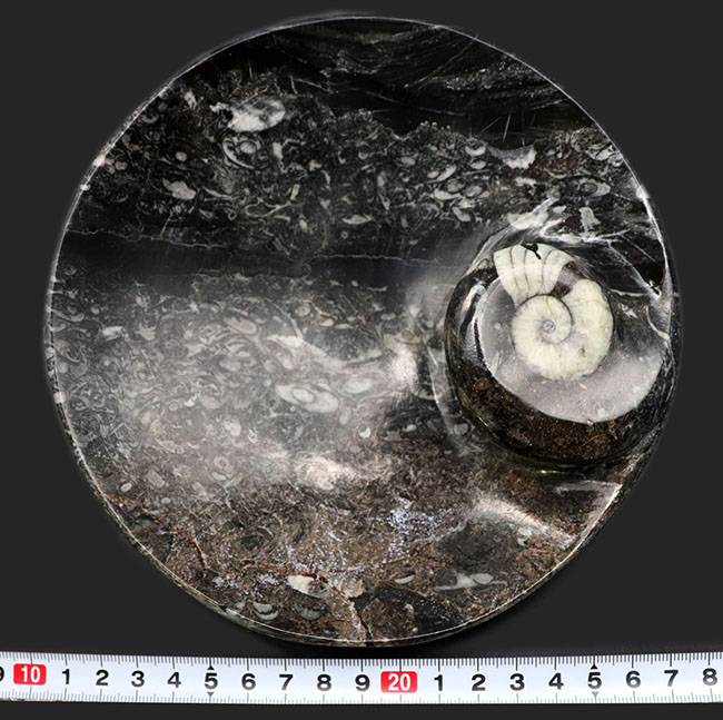 直径最大部１６センチ超えの立派な大判皿！メインのゴニアタイト（Goniatite）を始めとした多数の生物が模様として配されています（その8）