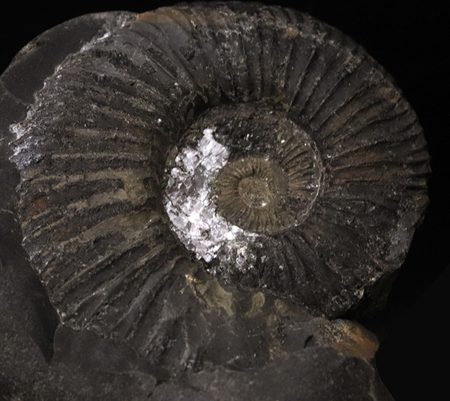 ノジュール！立派なサイズ、重量、良形、保存状態も良好と条件が揃いも