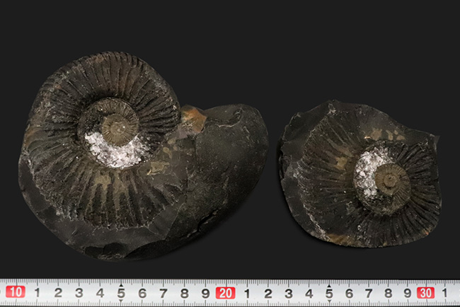 ノジュール！立派なサイズ、重量、良形、保存状態も良好と条件が揃いも