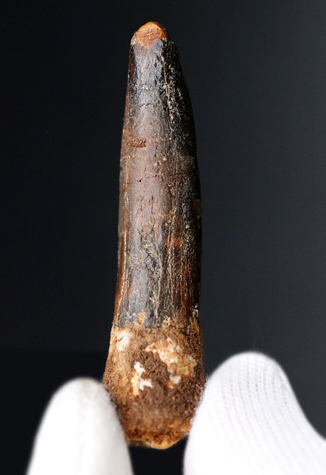 まさに釘!巨大な竜脚形類恐竜、ケイティオサウルス(Cetiosaurus)の歯化石(その1)