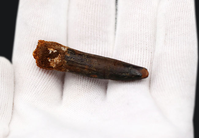 まさに釘!巨大な竜脚形類恐竜、ケイティオサウルス(Cetiosaurus)の歯化石(その2)