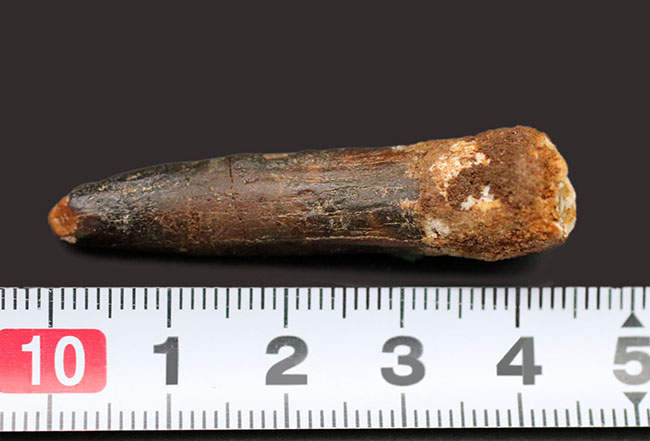 まさに釘!巨大な竜脚形類恐竜、ケイティオサウルス(Cetiosaurus)の歯化石(その7)