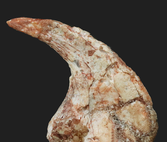 ２０１０年のツーソンショーでお披露目された掘り出し物！保存状態抜群、十分なサイズあり、抜群の希少性など、計り知れないコレクション価値を有する、翼竜、シロッコプテリクス（Siroccopteryx moroccensis）のハンドクロウ（その1）