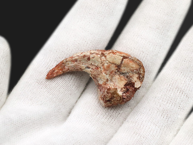 2010年のツーソンショーでお披露目された掘り出し物!保存状態抜群、十分なサイズあり、抜群の希少性など、計り知れないコレクション価値を有する、翼竜、シロッコプテリクス(Siroccopteryx moroccensis)のハンドクロウ(その3)