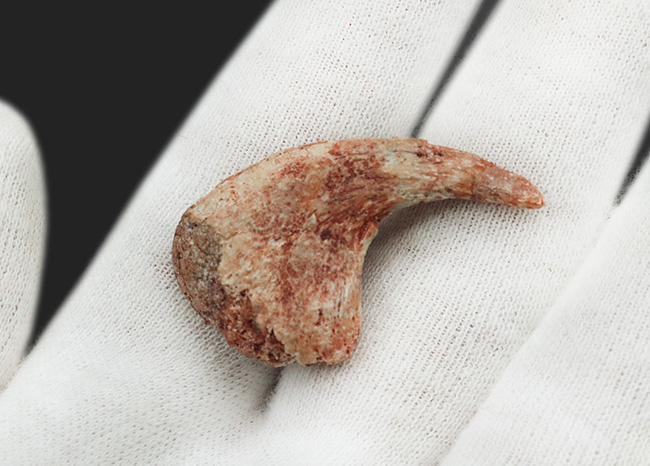 2010年のツーソンショーでお披露目された掘り出し物!保存状態抜群、十分なサイズあり、抜群の希少性など、計り知れないコレクション価値を有する、翼竜、シロッコプテリクス(Siroccopteryx moroccensis)のハンドクロウ(その4)