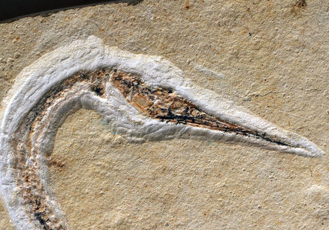 ベリーレア！滅多に入手できない！吻部が異様に長い白亜紀の魚類、リンコデルセチス（Rhynchodercetis）の完全体化石（その3）