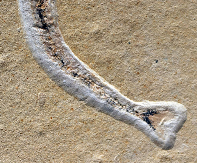 ベリーレア！滅多に入手できない！吻部が異様に長い白亜紀の魚類、リンコデルセチス（Rhynchodercetis）の完全体化石（その4）